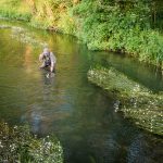 Summer Trout