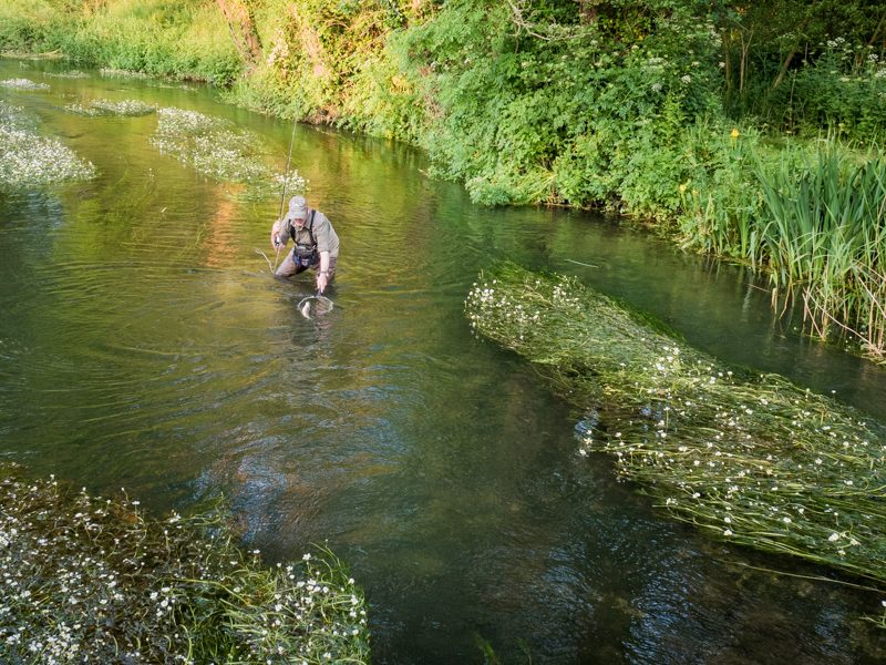 Summer Trout
