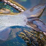 Big Grayling